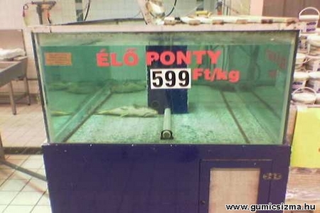 ponty.jpg